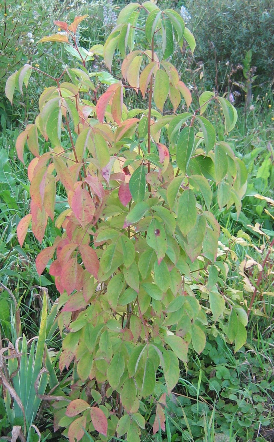 Ива ломкая- Salix fragilis плод