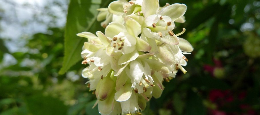 Клекачка трехлистная