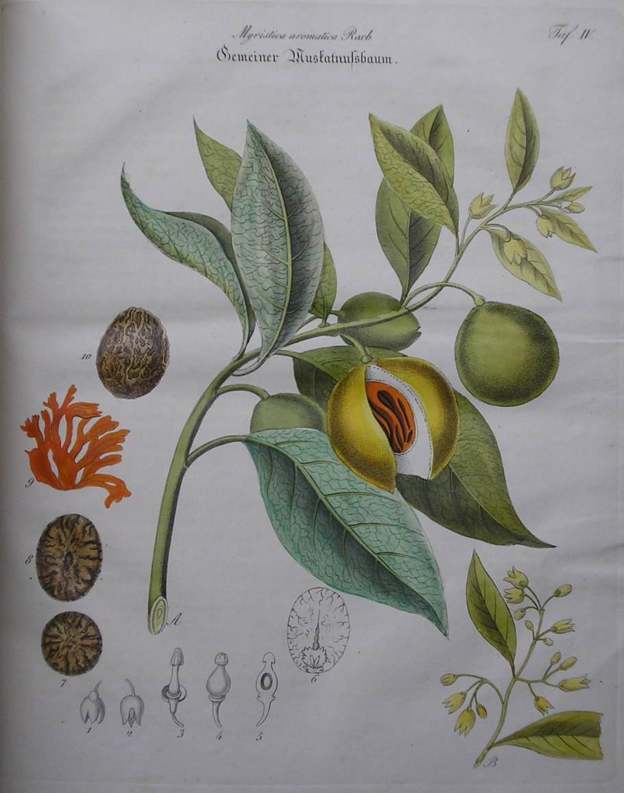 Норичник шишковатый (Scrophularia nodosa)