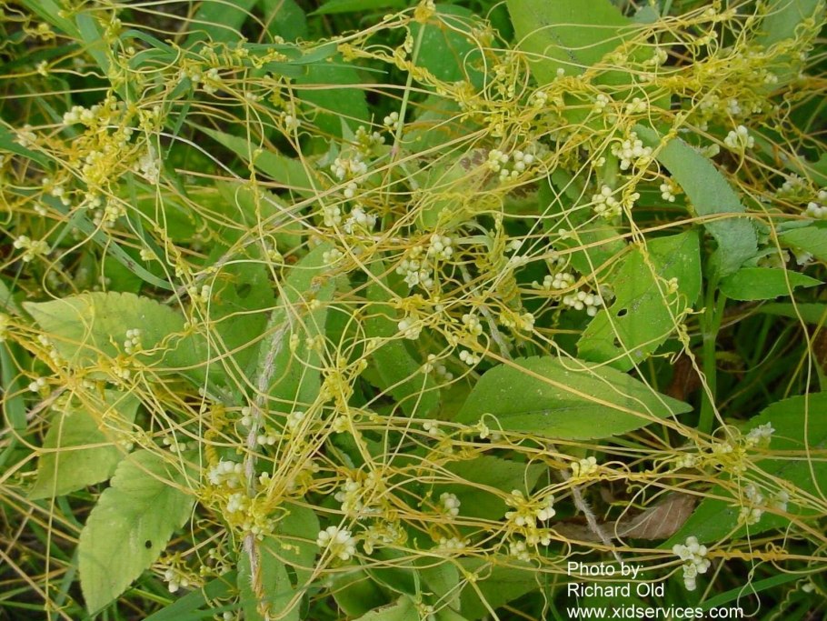 Джут длинноплодный (Corchorus olitorius)