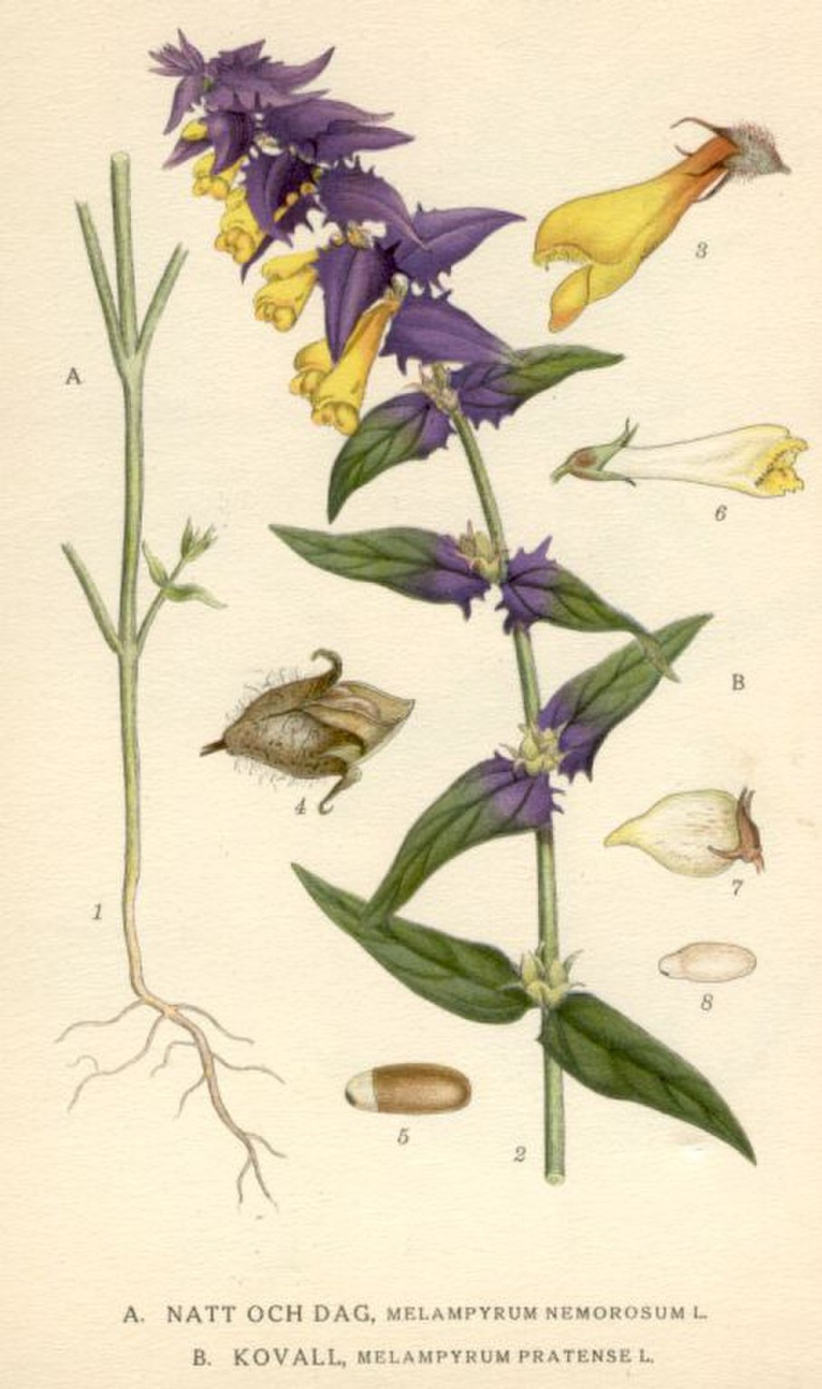 Teucrium fruticans
