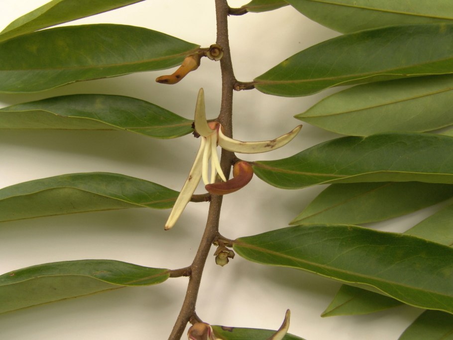 Ксилопия ароматная