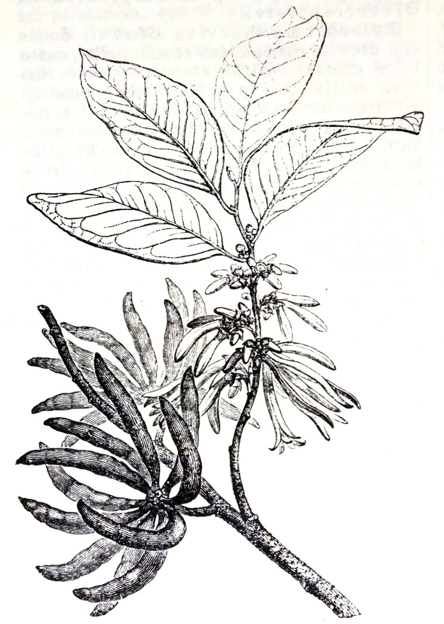 Xylopia ochrantha