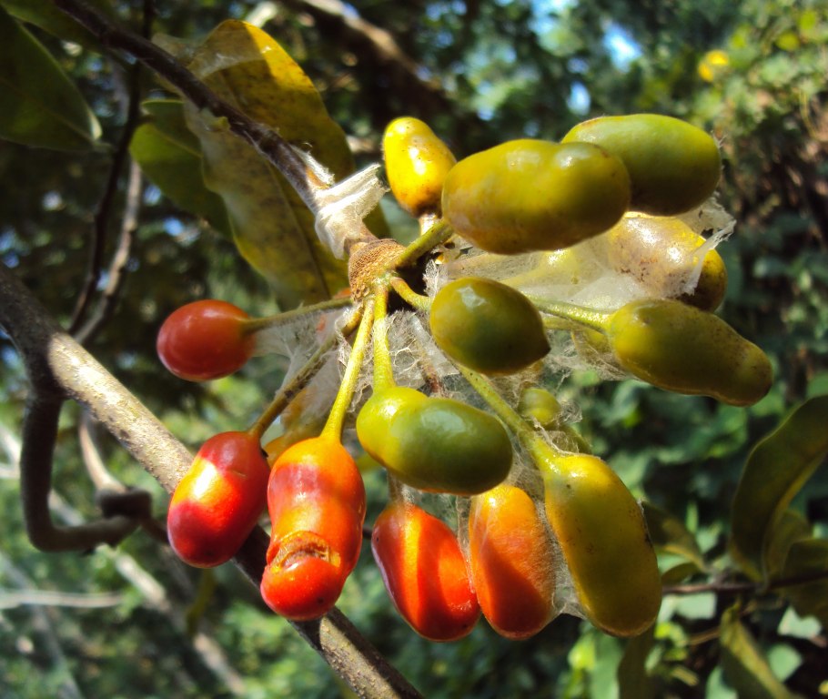 Ксилопия ароматная