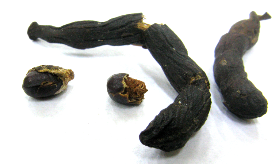 Ксилопия эфиопская