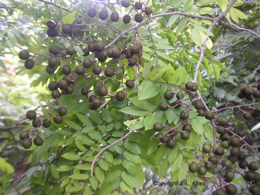 Диалиум кокенхинский