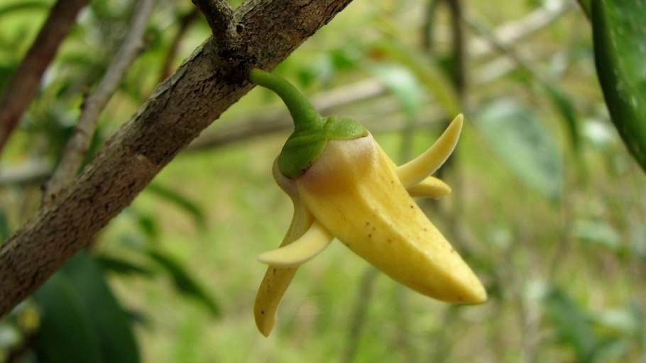 Илекс Глабра