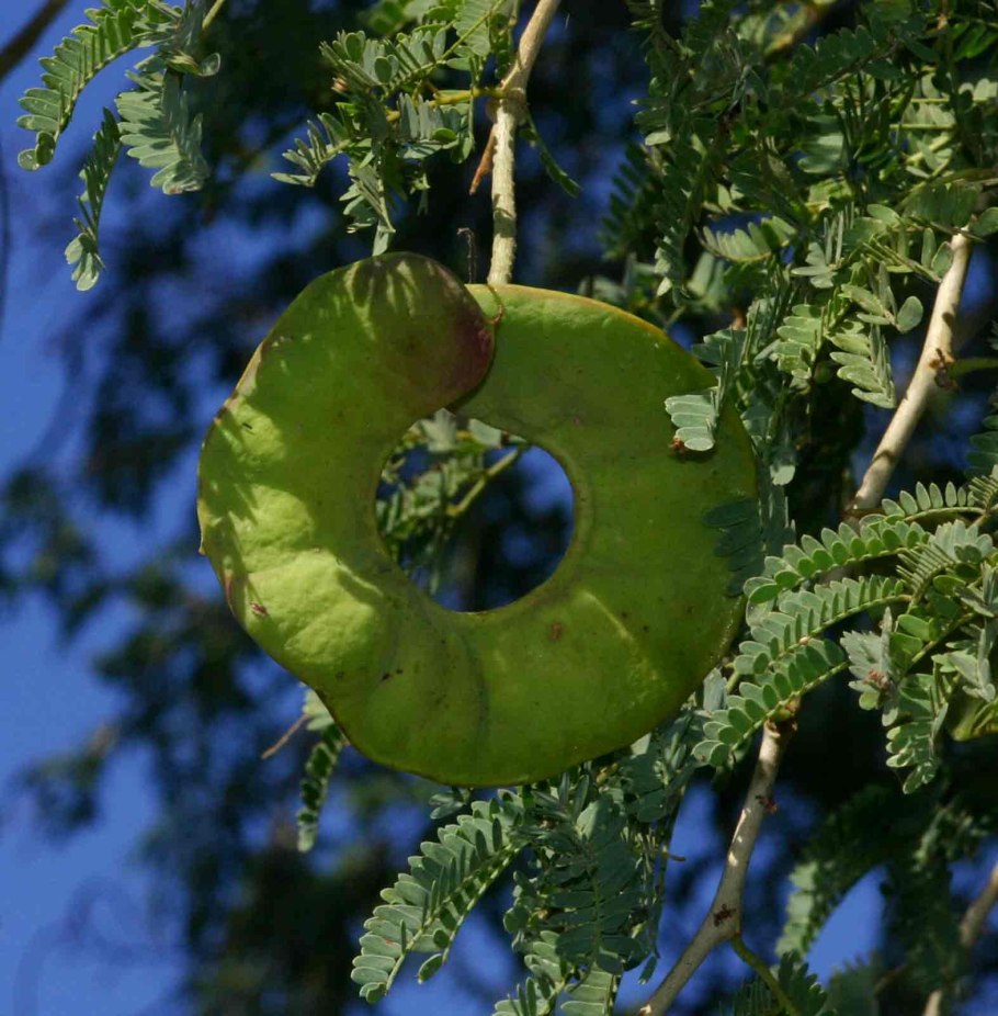 Лиловый корень