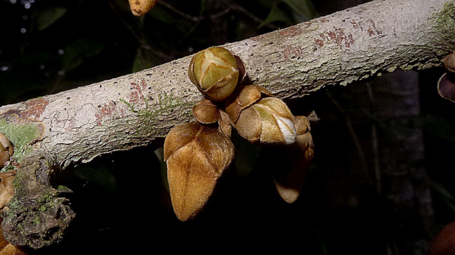 Xylopia cuspidata.