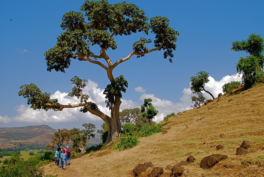 Диалиум Гвинейский