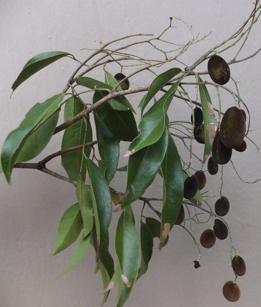 Нубийское Драконово дерево