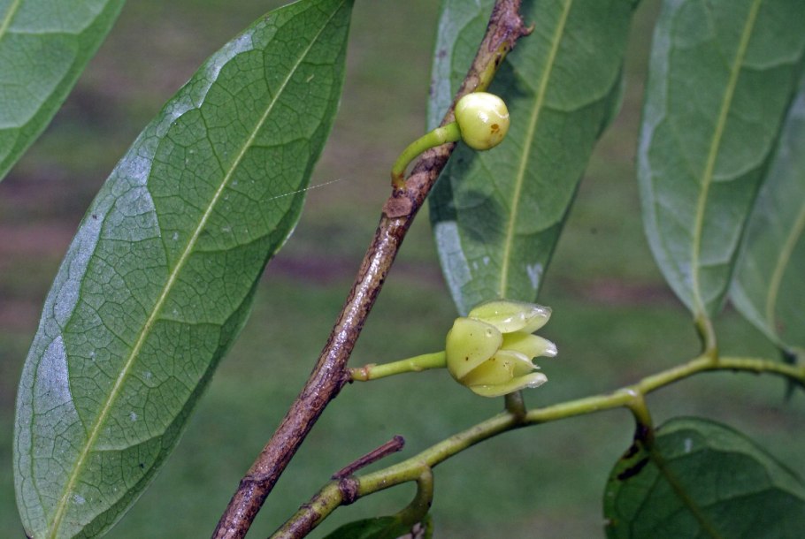 Xylopia ochrantha