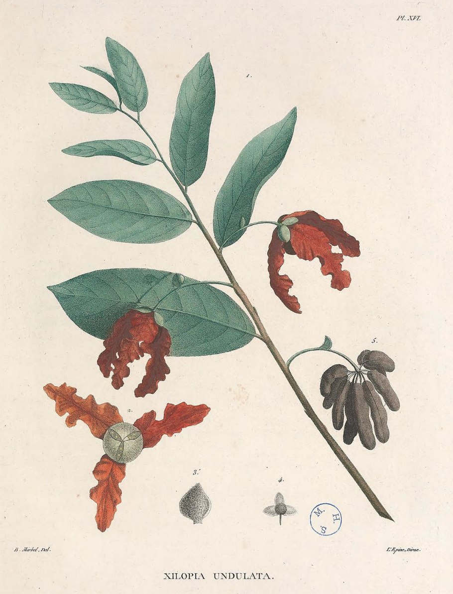 Erythrina velutina