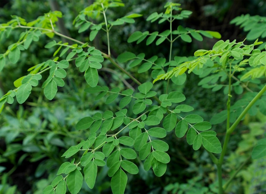 Ксилопия эфиопская