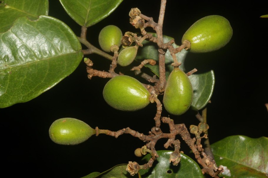 Энантия хлоранта