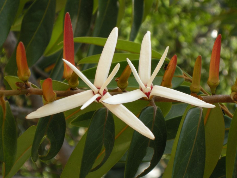 Xylopia grandiflora