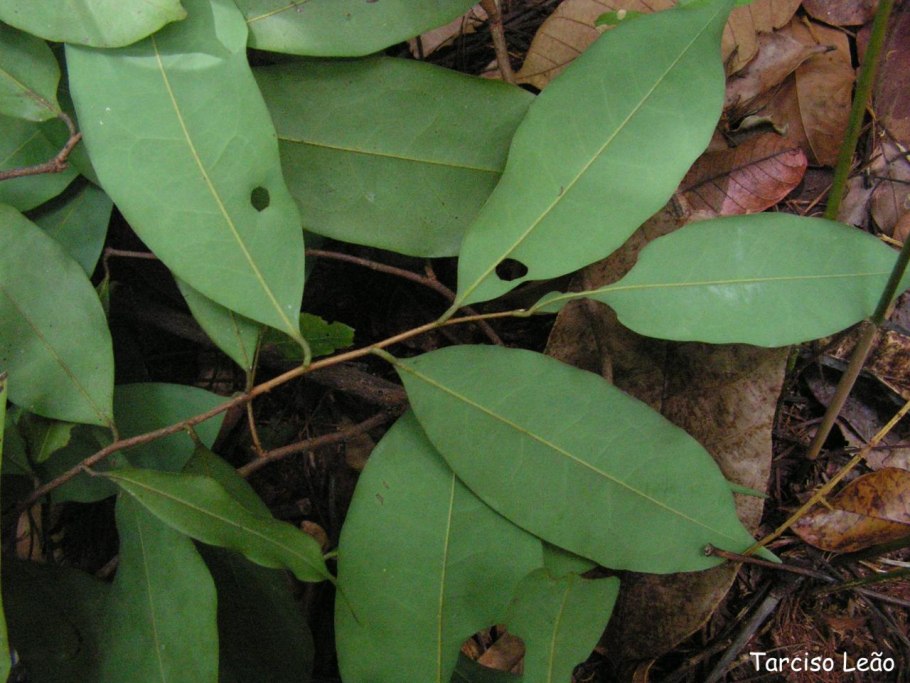 Xylopia ochrantha