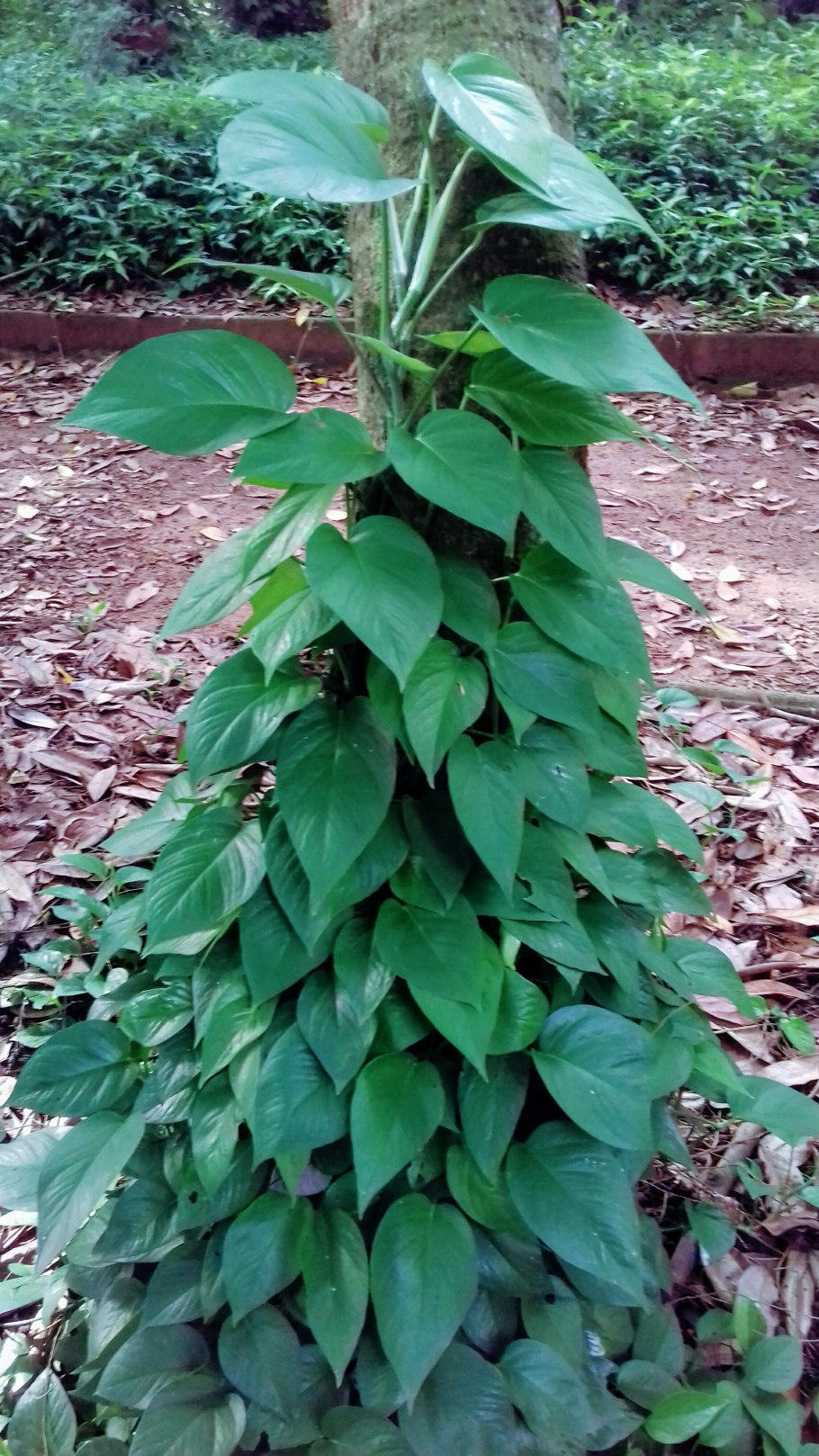 Липа Сибирская