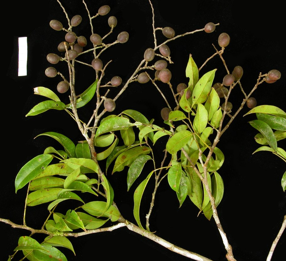 Аннона Сенегальская