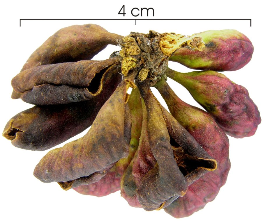 Xanthosoma sagittifolium