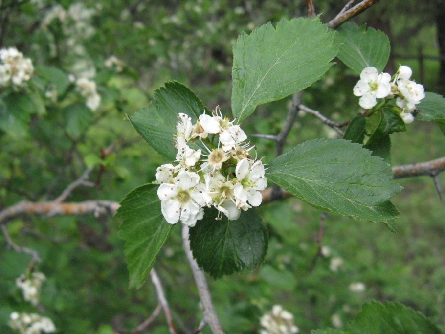 Crataegus chlorosarca