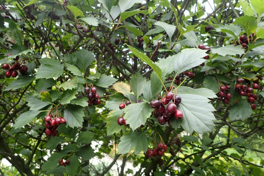 Боярышник зеленомясый (Crataegus