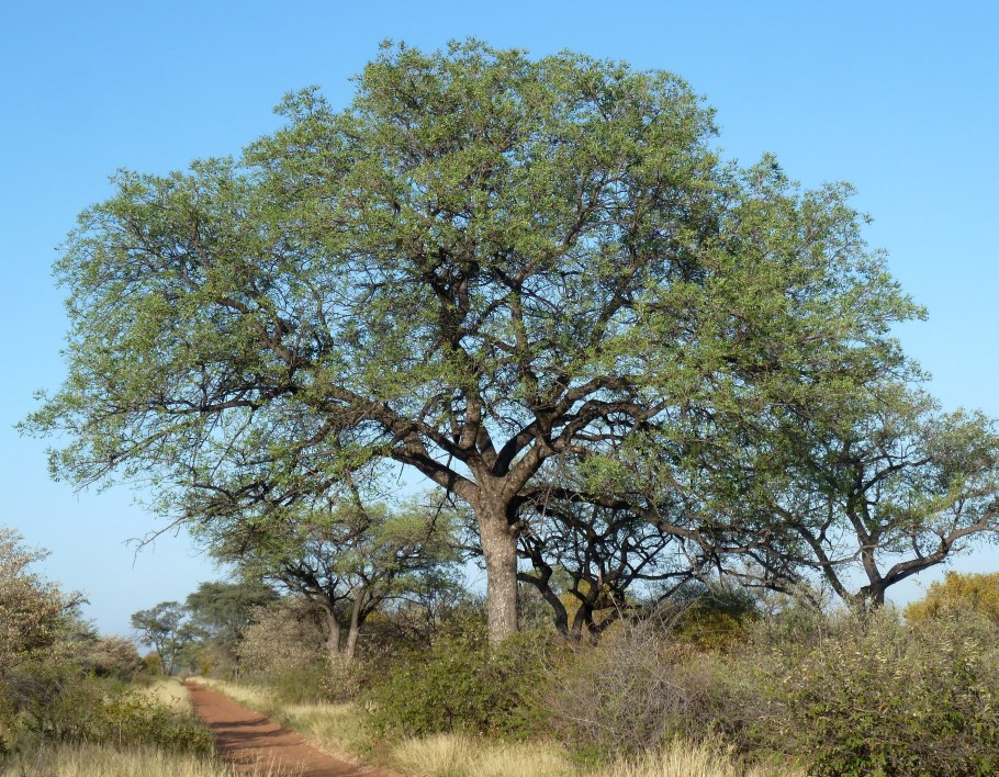 Дерево Склерокария эфиопская Марула