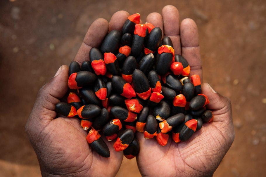 Кигелия колбасное дерево