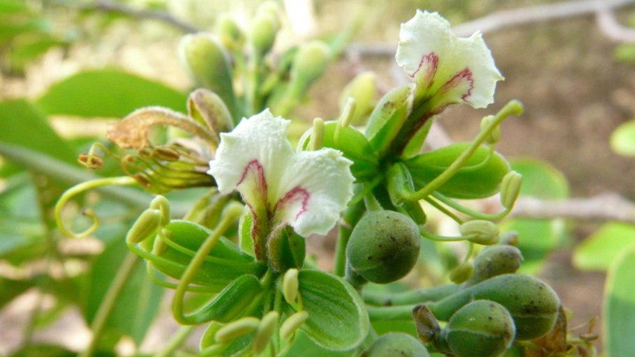 Afzelia ариллус