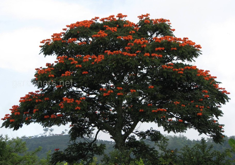 Синожакия древесноплодная (Sinojackia xylocarpa