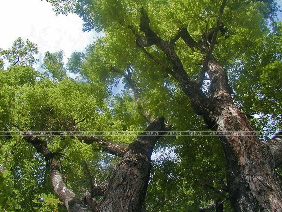 Pterocarpus macrocarpus
