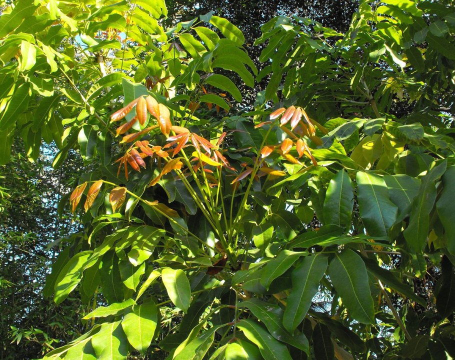 Афцелия древесина