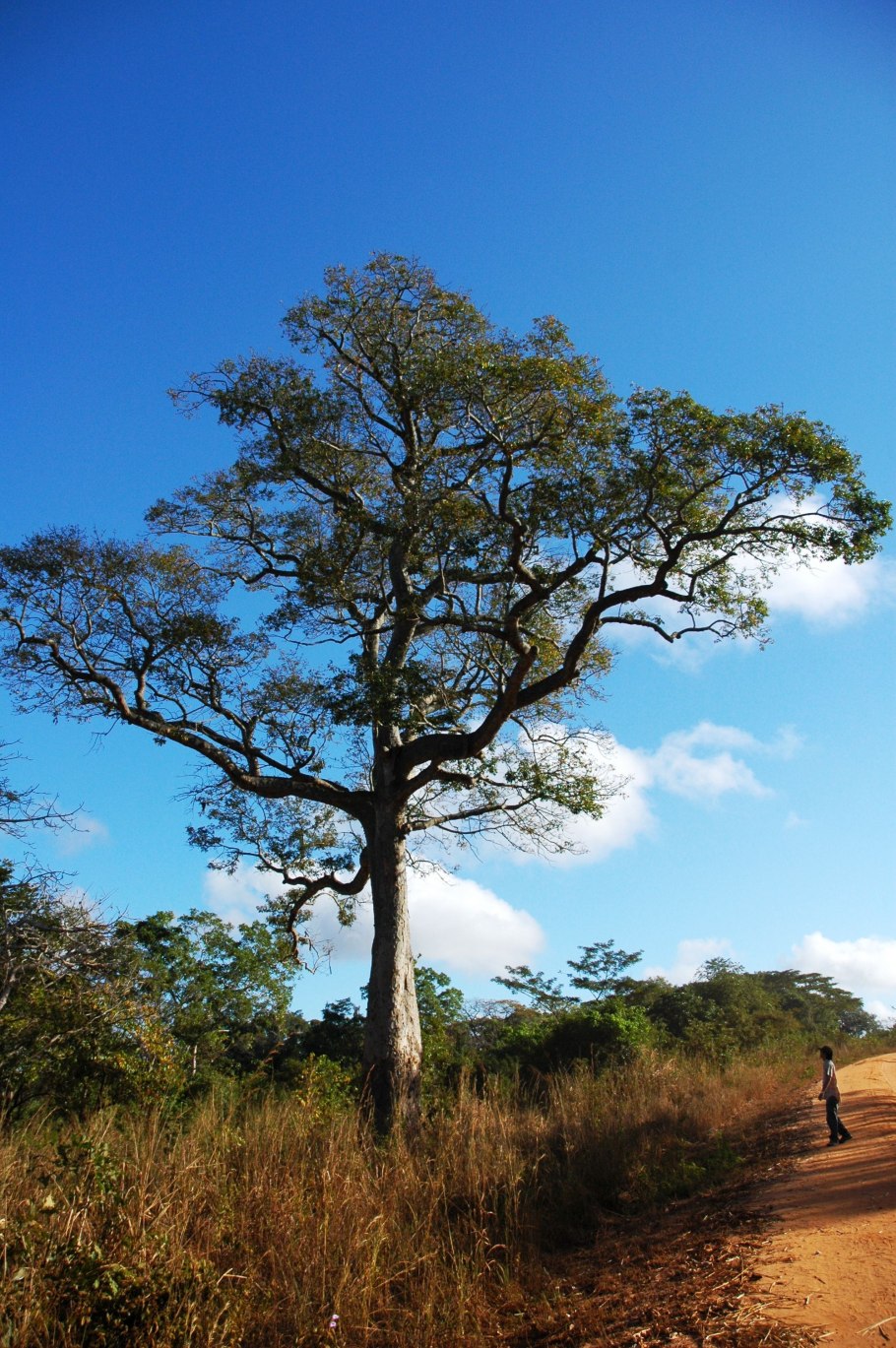 Afzelia africana дерево