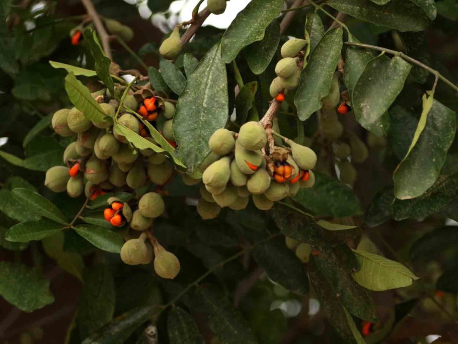 Блигия дерево