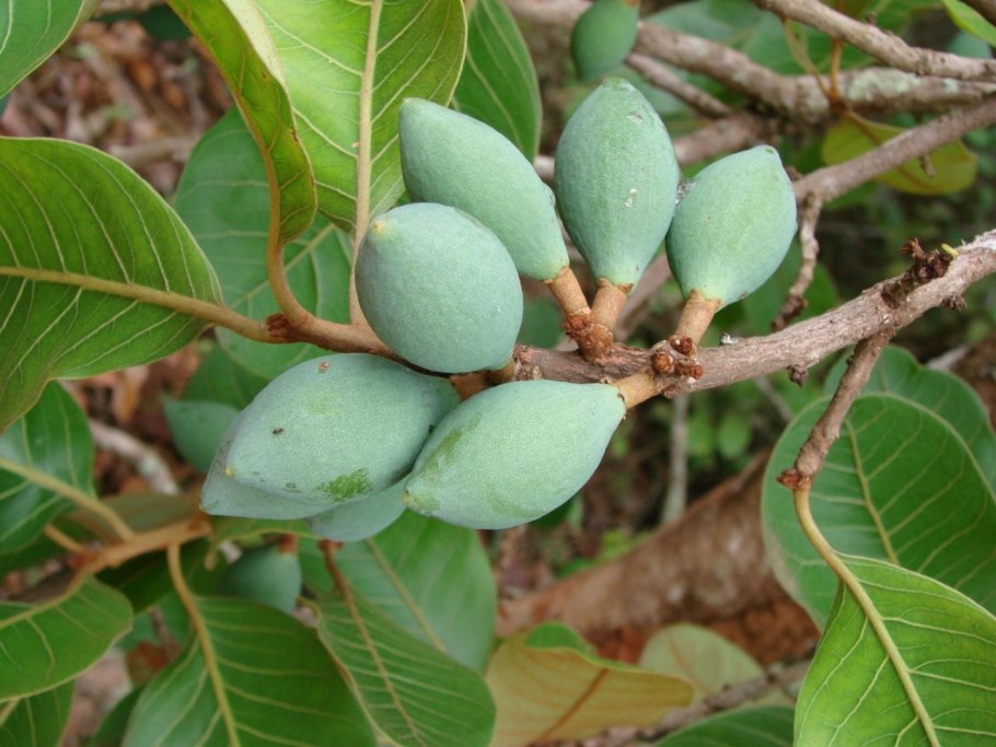 Afzelia Pachyloba древесина