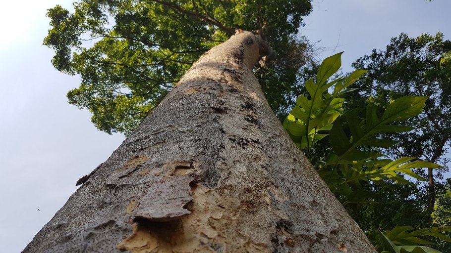 Мербау дерево