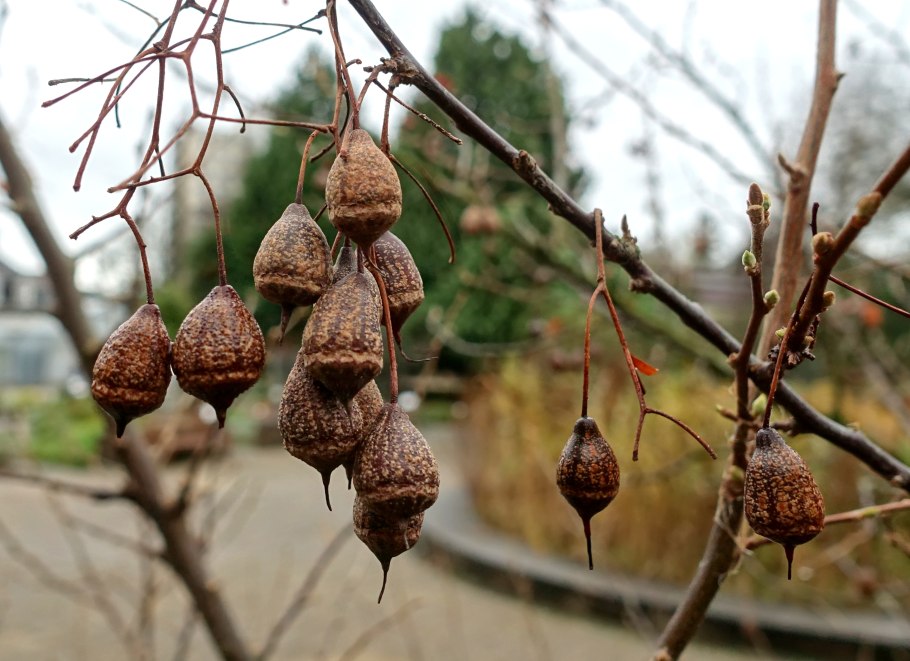 Sinojackia xylocarpa