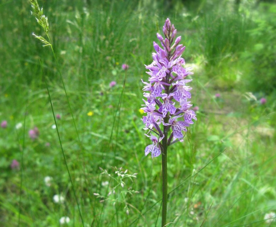 Ятрышник итальянский (Orchis Italica)