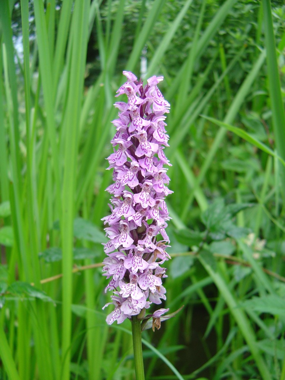 Dactylorhiza maculata