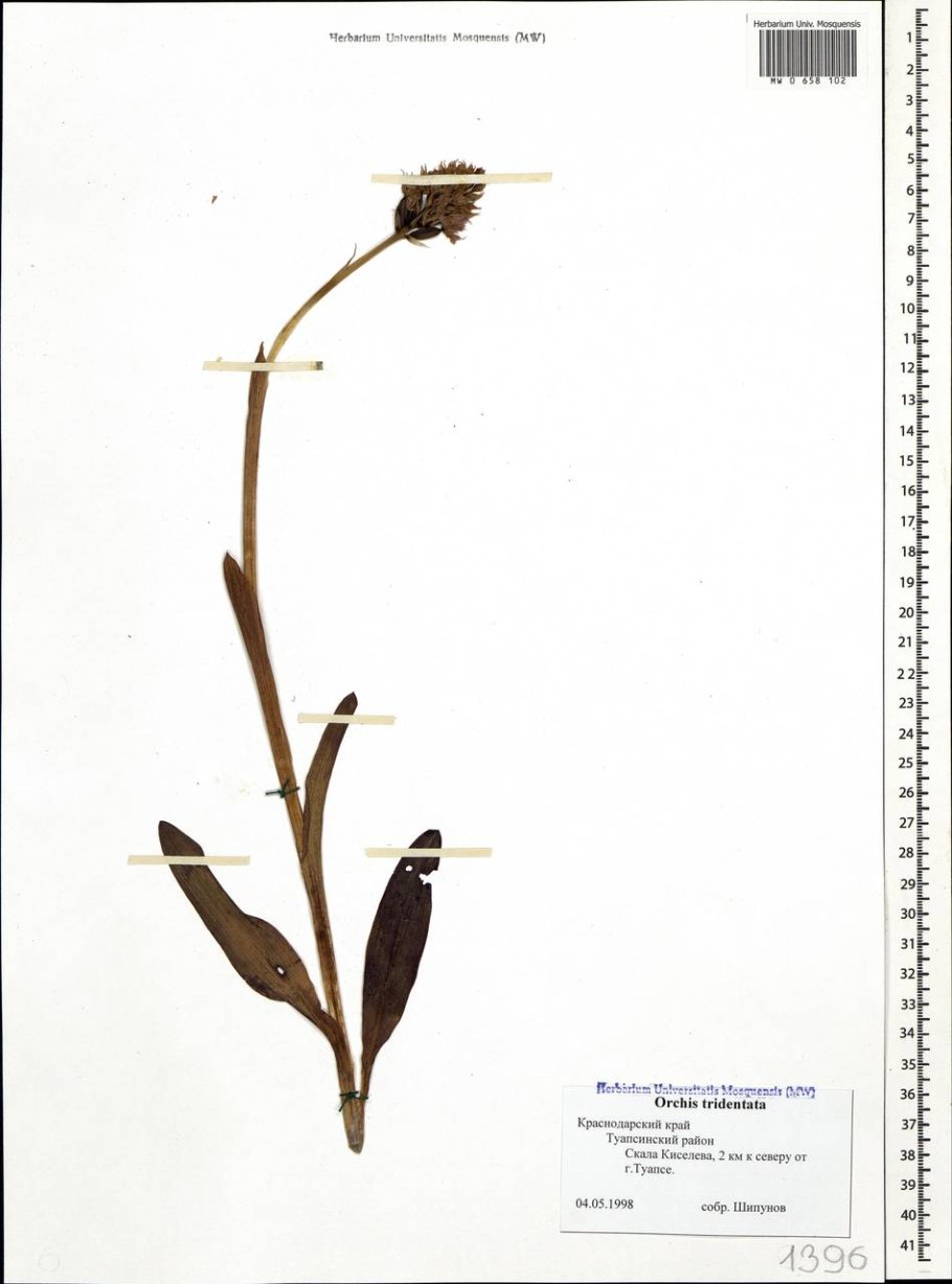 Ятрышник Лесная фиалка