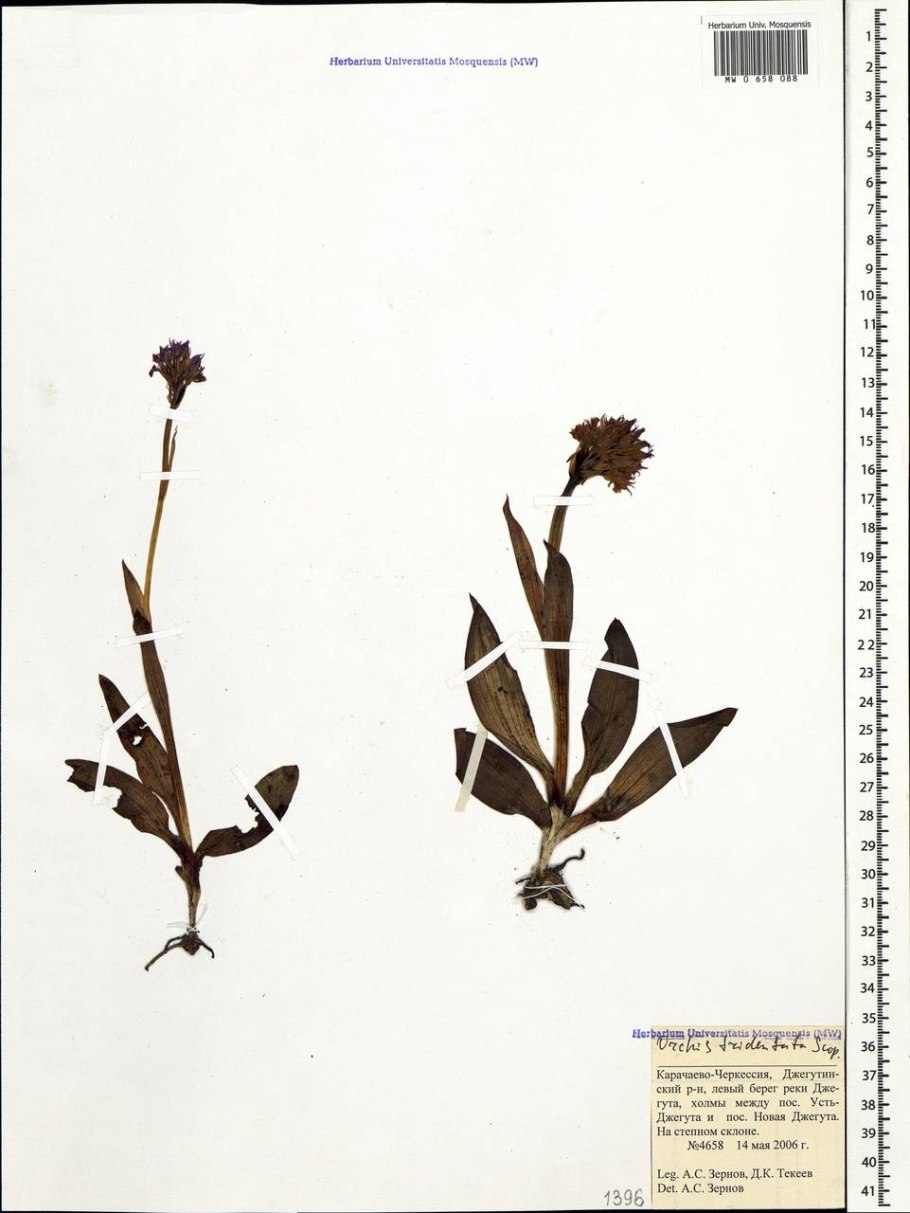 Ятрышник Фармакогнозия