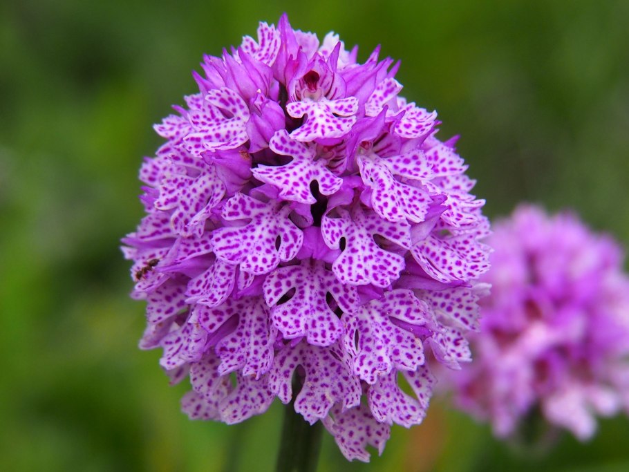 Ятрышник мелкоточечный