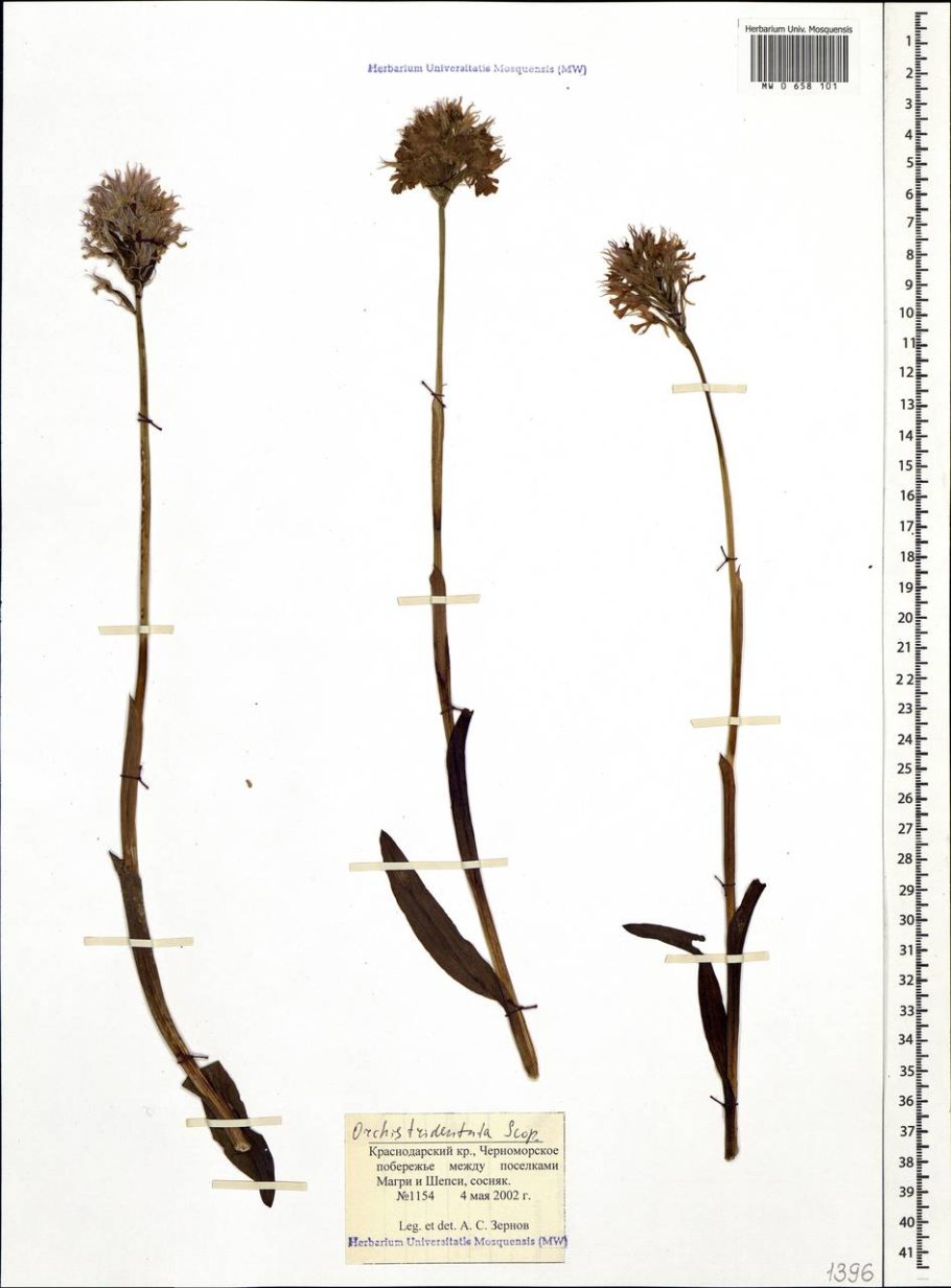 Орхидея ятрышник