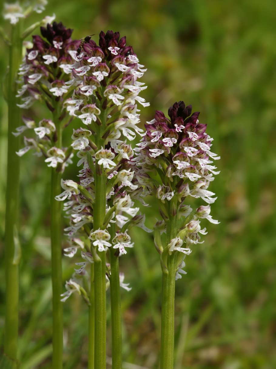 Ятрышник пятнистый