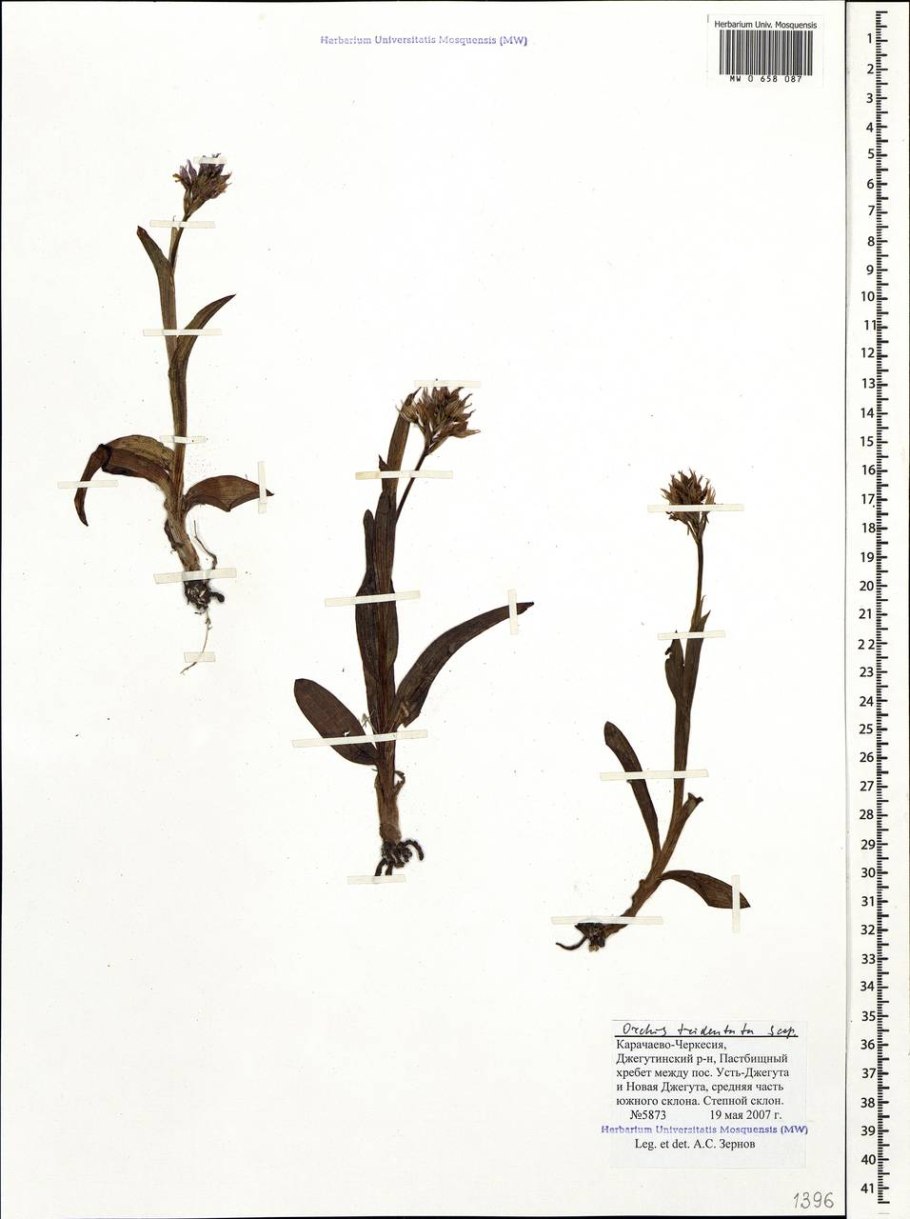 Ятрышник кавказский