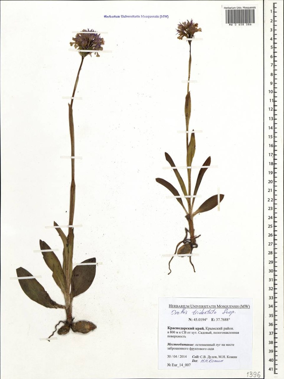 Ятрышник обожженный Orchis ustulata