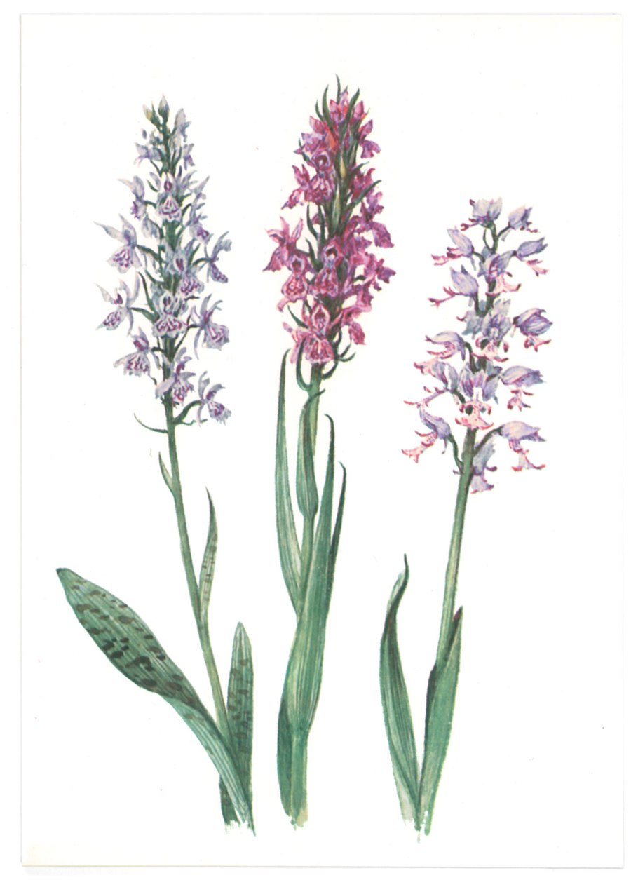 Орхидея ятрышник пятнистый