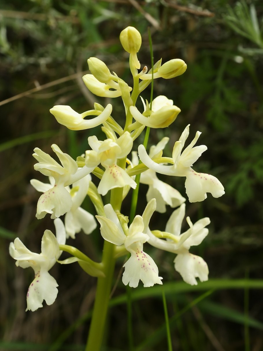 Orchis provincialis