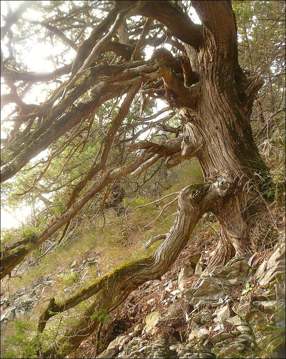 Шесхарисское можжевеловое редколесье