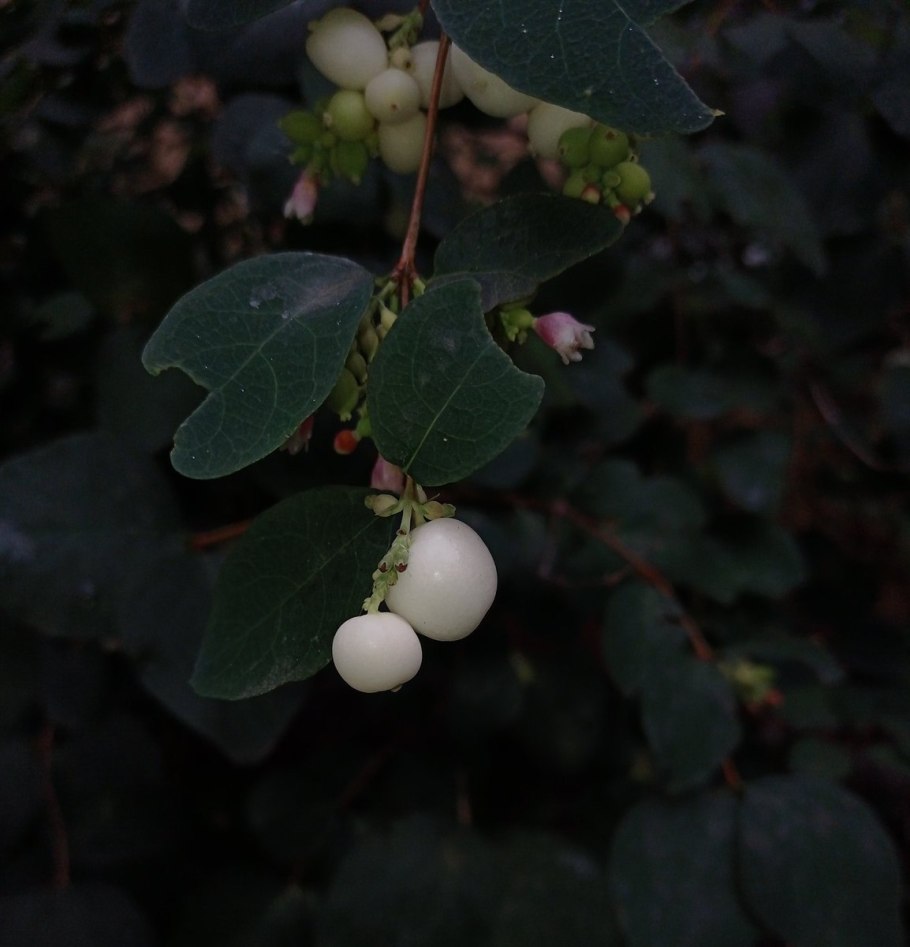 Снежноягодник кистевидный